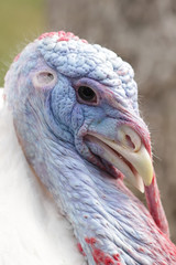 Male turkey portrait