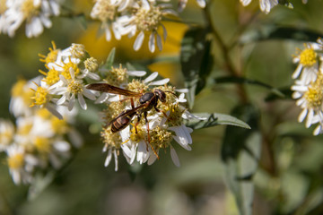 Wasp on flower macro, summer sun.