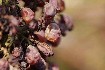 Dehydrated grapes in a vineyard
