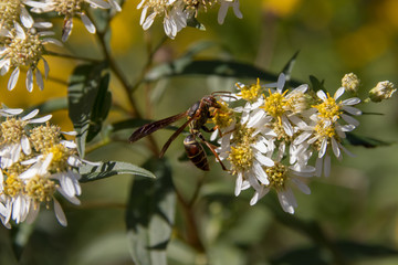 Wasp on flower macro, summer sun.