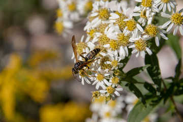 Wasp on flower macro, summer sun.