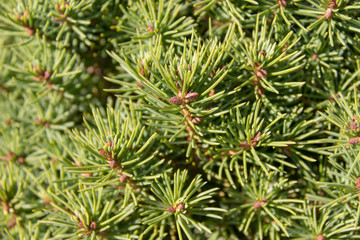 Small pines needles macro, summer sun.