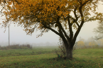 Fototapeta na wymiar autumn background / beautiful foggy apple garden