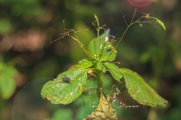 Fly on the leaf in forest. Spiderweb on plant and dry leaves the same plant. At right upper corner is glare.