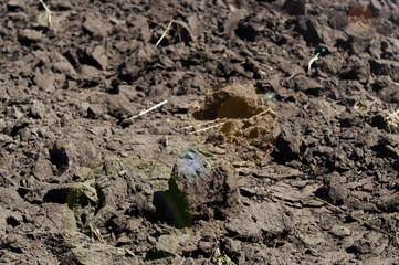 Freshly plowed agricultural soil with roots of wheat, barley and oats. The end of the harvest season.