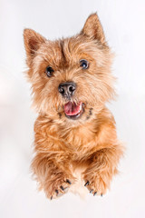 Portrait of a small dog (Norwich Terrier). The dog stands on its hind legs with its tongue hanging out on a white (isolated) background.