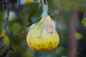 Ripe yellow pear on a branch and sun glare at center. Photo taken in agrarian fruit garden.