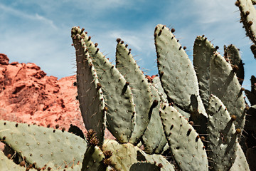 Giant Prickly Pear Cactus At Valley Of Fire State Park In Nevada