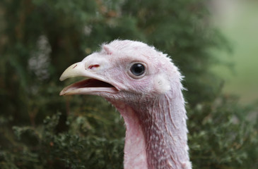 Turkey on a farm