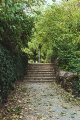Gr&uuml;ner Park Weg mit vielen herbst bl&uuml;henden B&auml;umen mit Treppe
