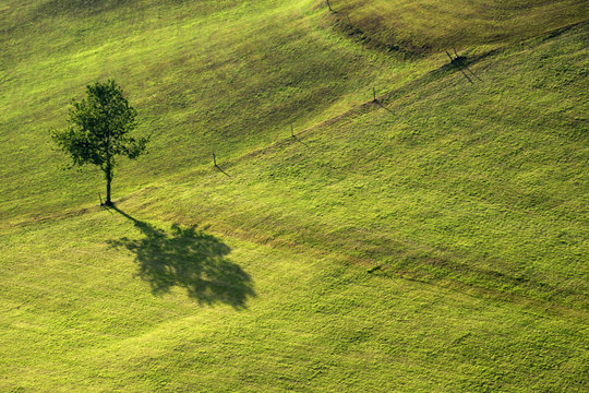 shadow from a tree