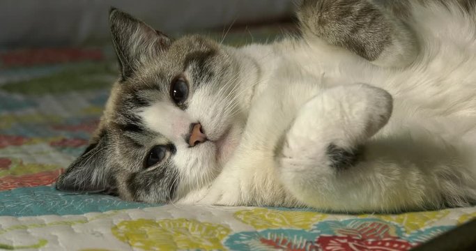 Domestic cat