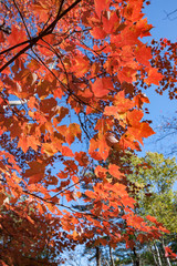 Red Fall Foliage Against Big Blue Sky