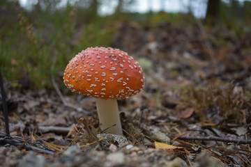 Amanita muscaria or commonly known as fly agaric is a poisonous mushroom