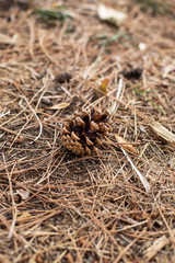 Natur Landschaft Kiefer Kiefernadel 