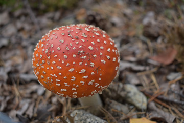 Amanita muscaria or commonly known as fly agaric is a poisonous mushroom