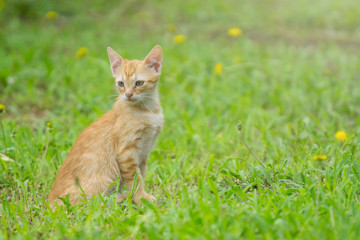 Young orange cat play on green grass  close up