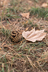 Natur Landschaft Kiefer Kiefernadel 