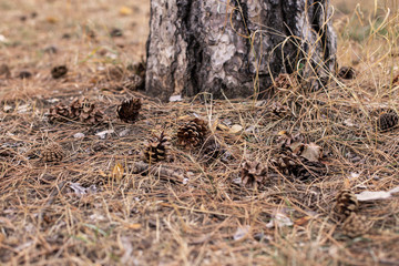 Natur Landschaft Kiefer Kiefernadel 
