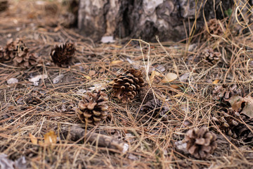 Natur Landschaft Kiefer Kiefernadel 
