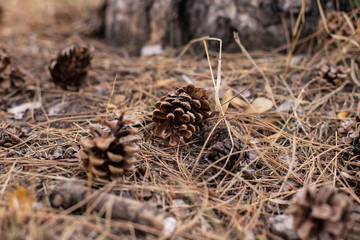 Natur Landschaft Kiefer Kiefernadel 