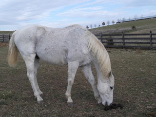 Obraz premium grazing white horse