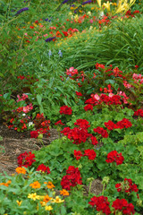 bright red flower path