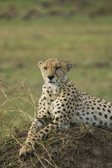 Cheetah