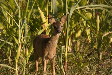 Jeune cervidé