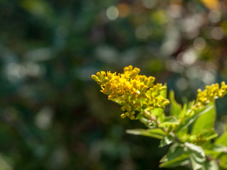 Closeup yellow flowers