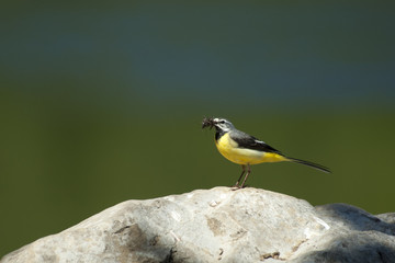 a bird along a river