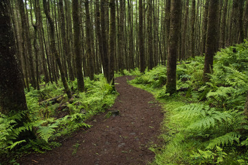 inside the forest on Skye