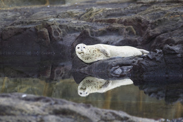 Newport Beach White Harbor Seal with reflection in water