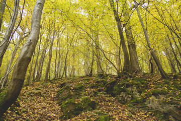 Fototapeta na wymiar Haunted forest in autumn