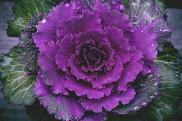 BRassica oleracea, ornamental cabbage with dew drops