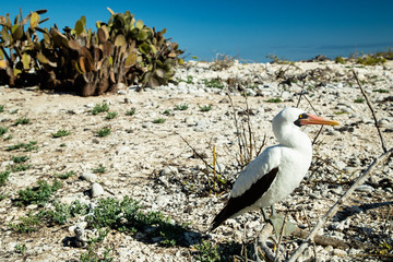 Masked (Nazca) Boobie in Galapagos Islands