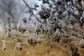 winter background with frozen grass and fog