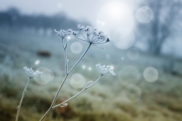 winter background with frozen grass and fog