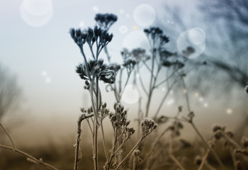 Obraz premium winter background with frozen grass and fog