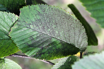 Sooty mold on green leaf of Ulmus glabra or Wych elm