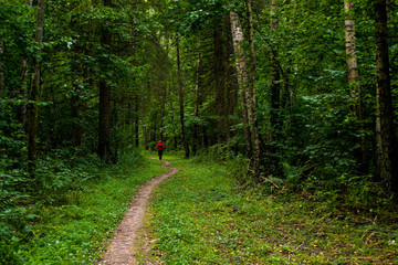 man runs along the forest pathway, athlete runs on a forest path