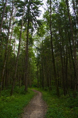 path in pine forest