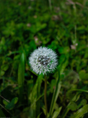 Dandelion