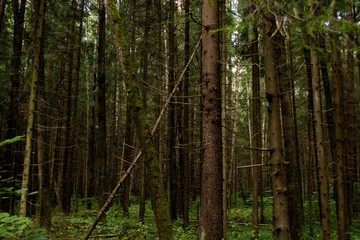 Fototapeta na wymiar tree trunks in a pine forest