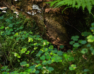 Fototapeta premium clover and lichen growing an old stump in the forest