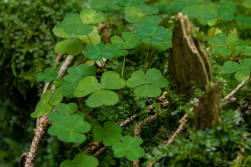 clover growing an old stump