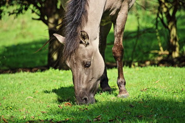 grasendes Konikpferd © kirchbach.st.