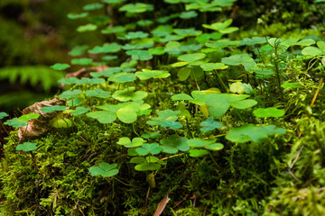 clover grows on a stump overgrown with moss, on background are clover, stump, moss (horizontally)