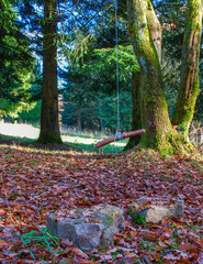 Swing in the woods
