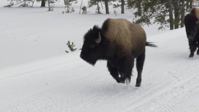 Buffalo heard running through the snow